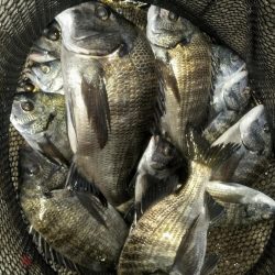 くろねこ流紀州釣りに挑戦！！